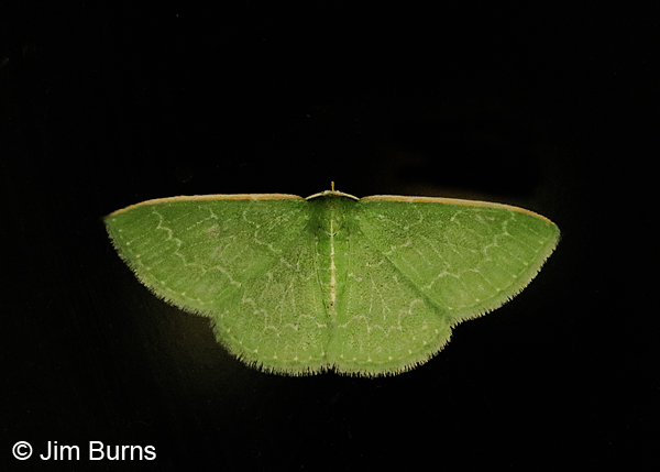 Southern Emerald Moth #2, Arizona