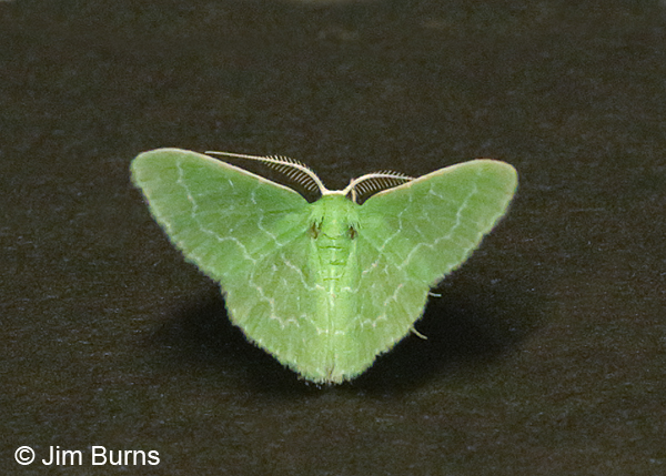 Southern Emerald Moth 3, Sycamore Creek, Arizona