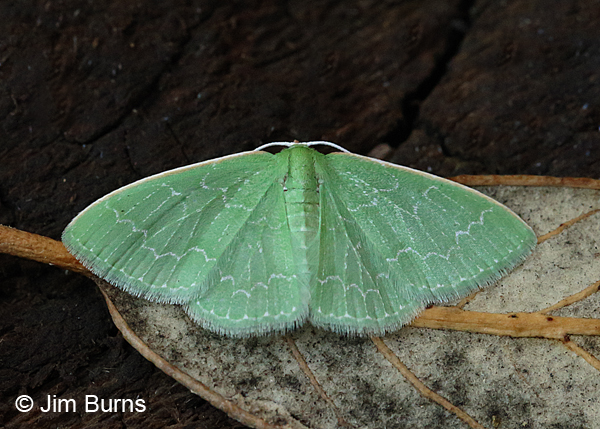 Soouthern Emerald Moth #4, Arizona