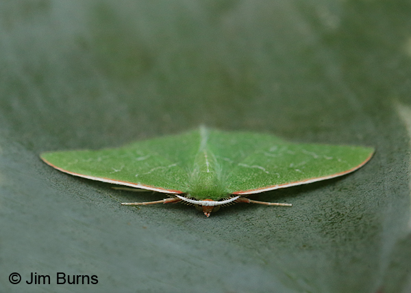Southern Emerald Moth face shot, Arizona