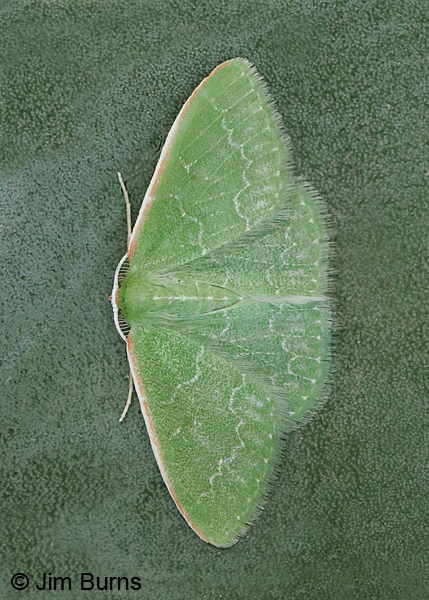 Southern Emerald Moth on Century Plant, Arizona