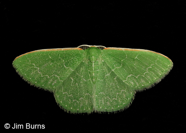 Southern Emerald Moth on black, Arizona