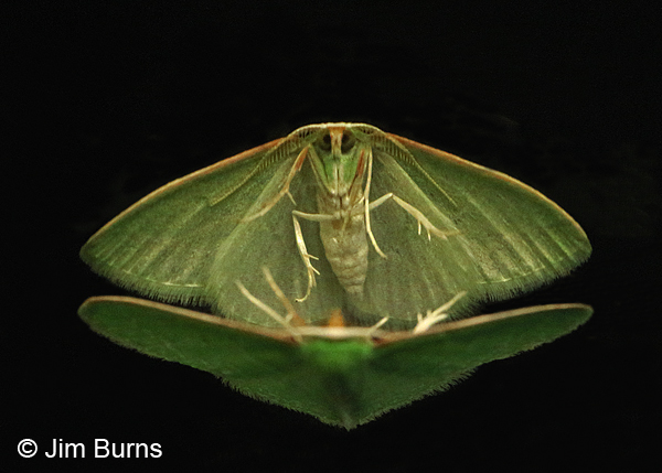 Southern Emerald Moth ventral view, Arizona