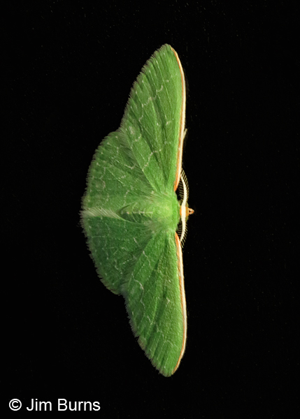 Southern Emerald Moth vertical, Arizona