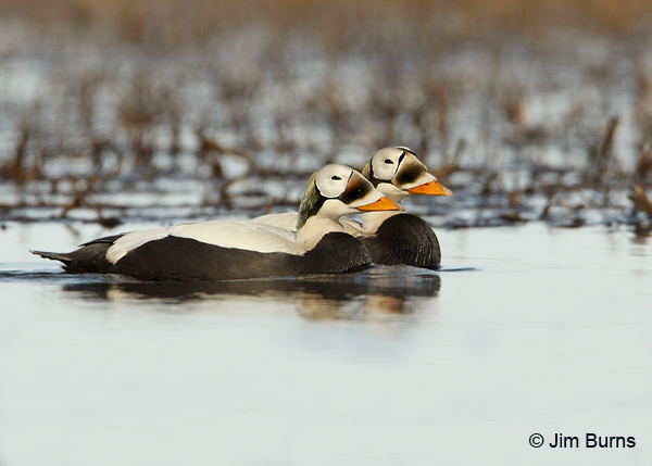 Spectacled Eider males