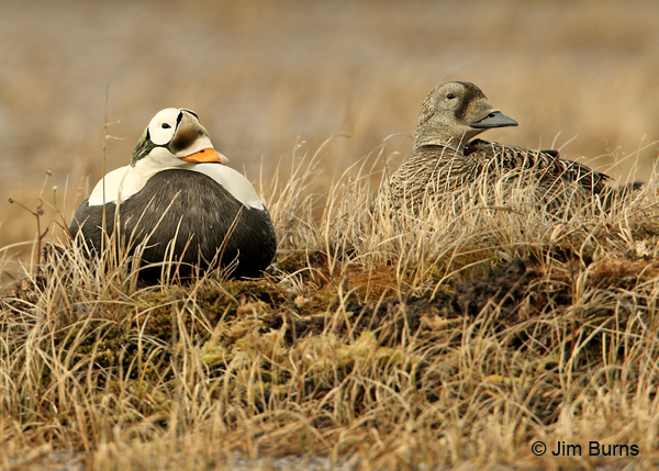 Spectacled Eider pair on tundra