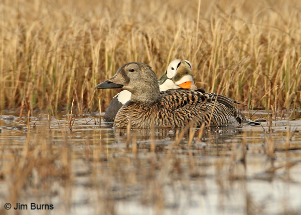 Spectacled Eider pair on water