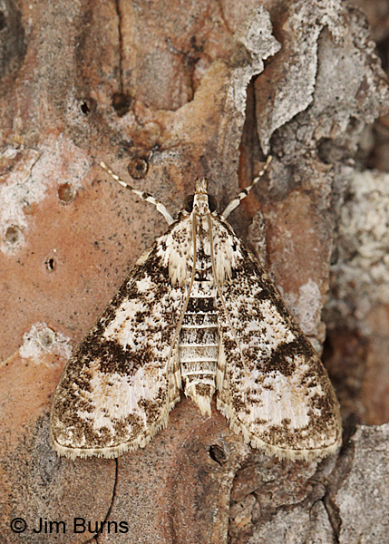 Splendid Palpita Moth, Arkansas