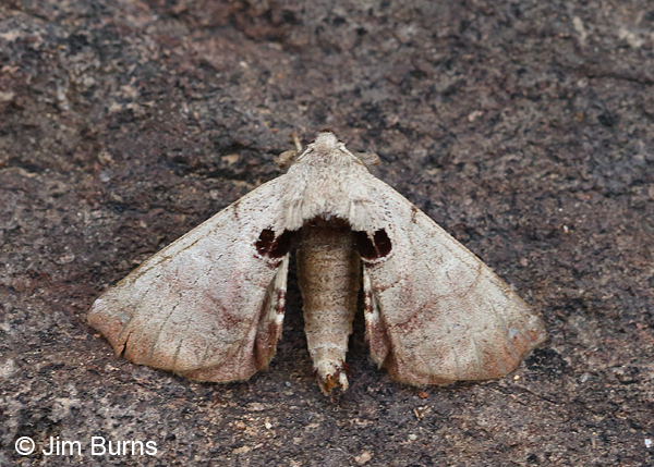 Spotted Apatelodes Moth, Arkansas