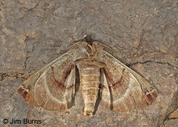 Spotted Apatelodes Moth underwing, Arkansas