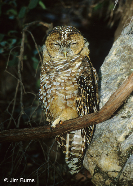 Spotted Owl brancher asleep on branch