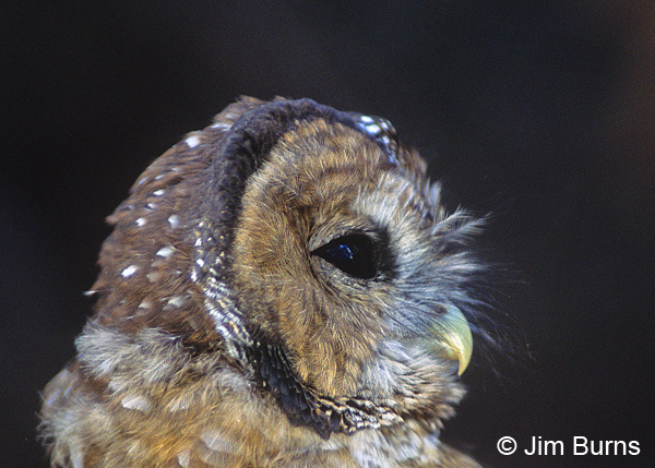 Spotted Owl juvenile head shot