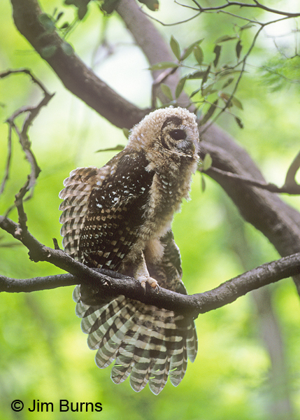 Spotted Owl juvenile wingstretch