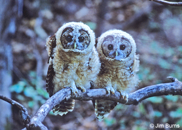 Spotted Owl siblings