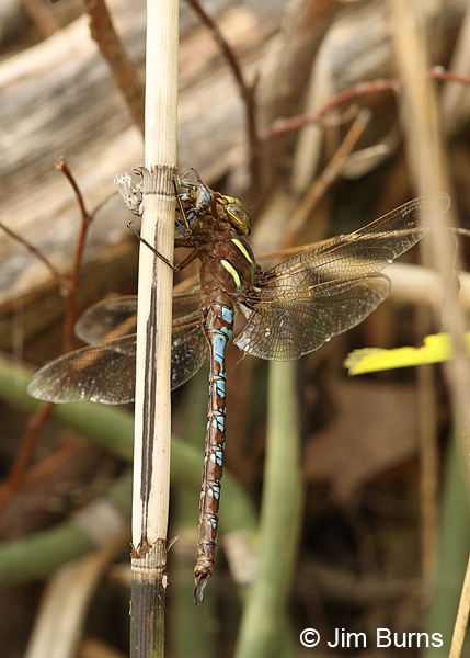 Springtime Darner male eating male Stream Bluet, Chisago Co., MN, June 2014