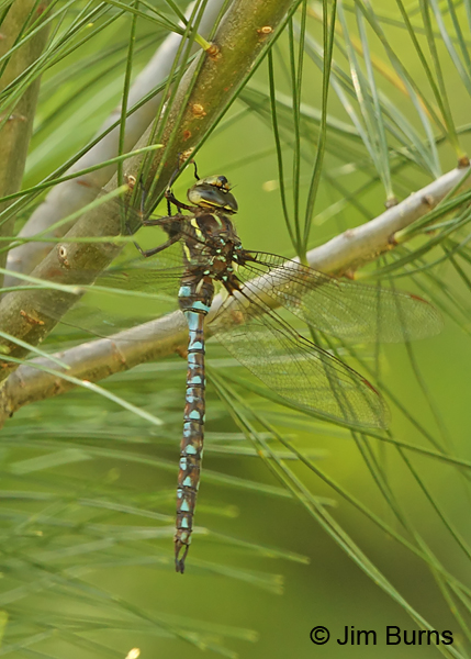 Springtime Darner male hung up in pine, Vilas Co., WI, June 2014