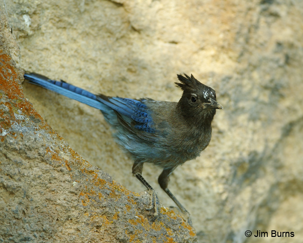 Steller's Jay adult southern Rockies