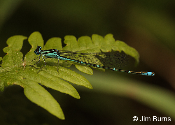 Stream Bluet male, Coos Co., NH, July 2014