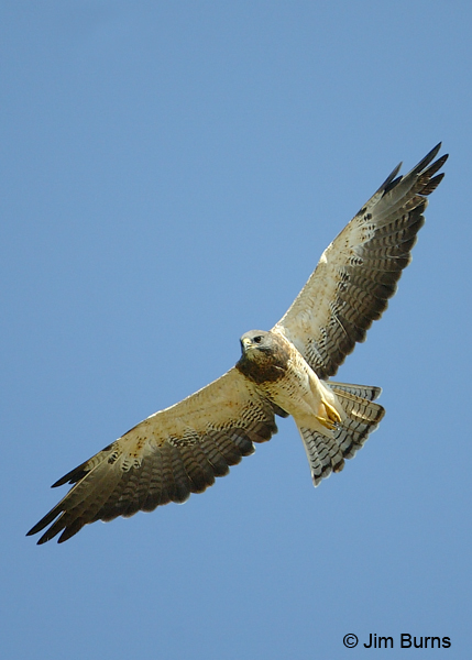 Swainson's Hawk adult male light morph in flight