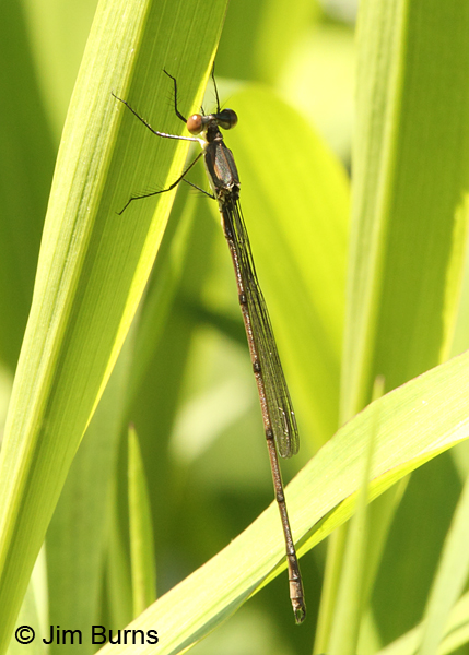 Swamp Spreadwing immature male, Horry Co., SC, May 2014