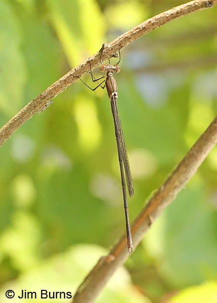 Swamp Spreadwing immature male, Chesterfield Co., SC, May 2014