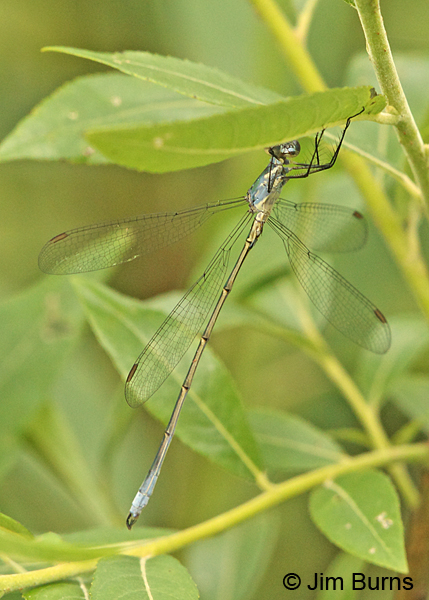 Swamp Spreadwing male, Washington Co., VT, July 2014