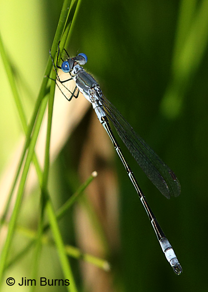 Sweetflag Spreadwing male dorsolateral view, Ozaukee Co., WI, July 2017