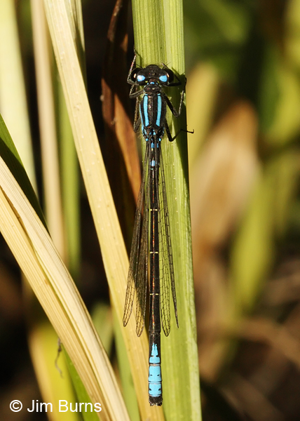 Swift Forktail male dorsal view, Lane Co., OR, July 2013