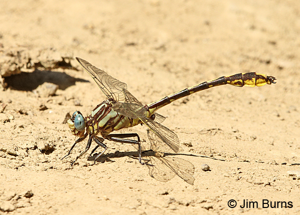 Tennessee Clubtail male #2, Bedford Co., TN, June 2016