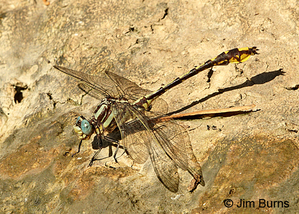 Tennessee Clubtail male at water's edge, Rutherford Co., TN, June 2016