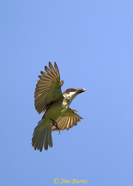 Thick-billed Kingbird removing fecal sac from nest--1734