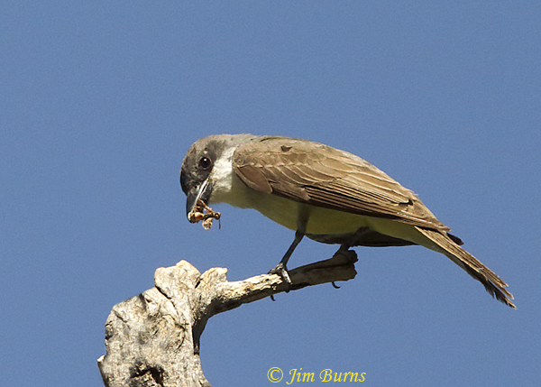Thick-billed Kingbird with wasp--0802