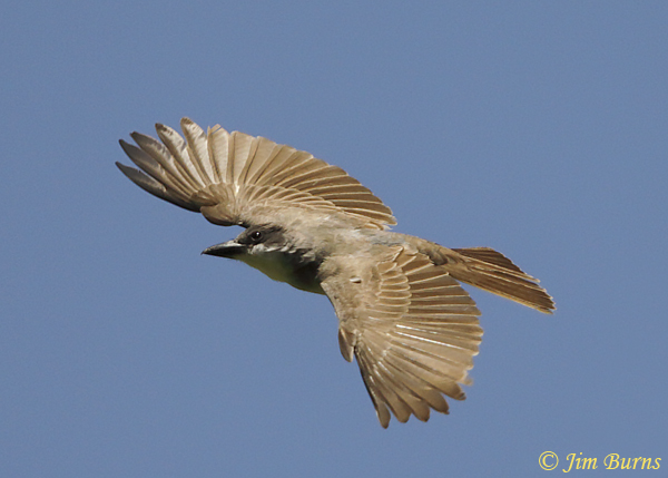 Thick-billed Kingbird in flight, dorsal view--0913