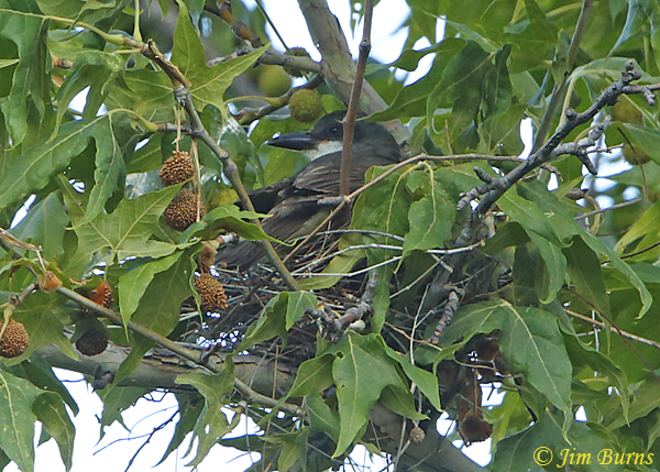 Thick-billed Kingbird on nest--0955