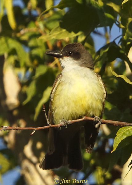 Thick-billed Kingbird perched near nest--0961