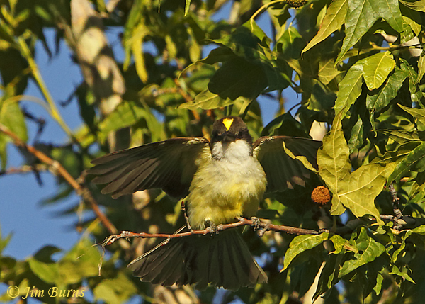 Thick-billed Kingbird displaying, crown patch exposed--0967