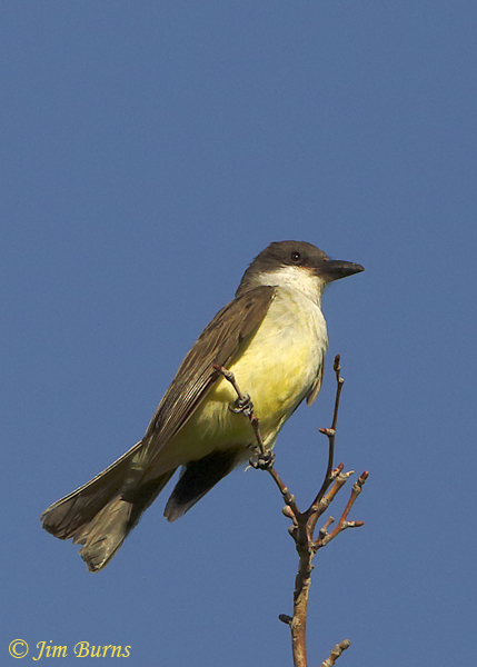Thick-billed Kingbird hawking insects from snag #2--0973