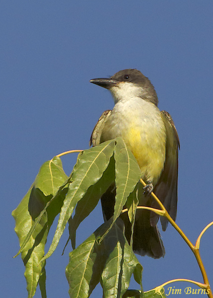 Thick-billed Kingbird perched atop Sycamore--0983