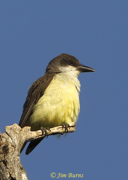 Thick-billed Kingbird dorsal view--0823