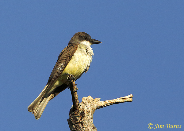 Thick-billed Kingbird hawking insects from snag--1003