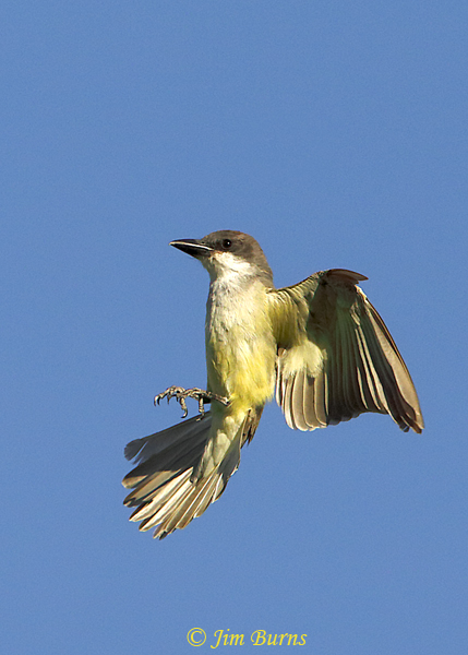 Thick-billed Kingbird approaching hawking perch #2--1006