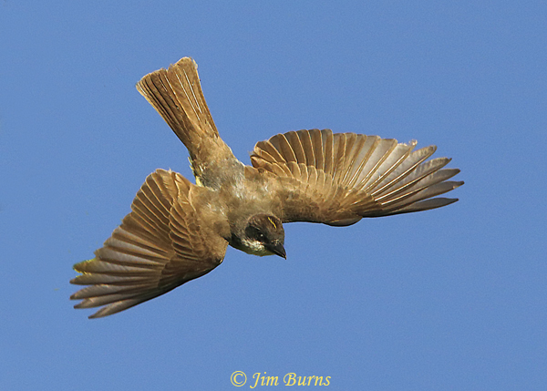 Thick-billed Kingbird in flight, crown patch visible--1019