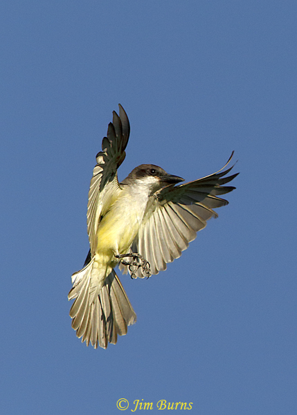 Thick-billed Kingbird approaching hawking perch--1045