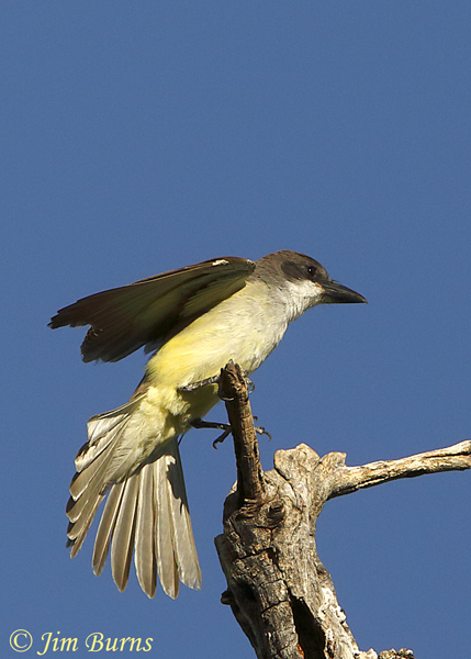 Thick-billed Kingbird tail stretch--1048