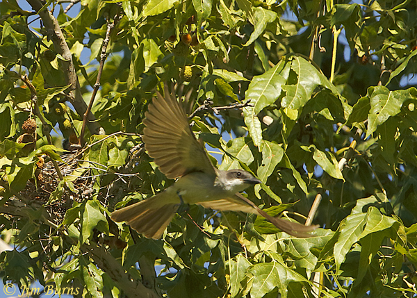 Thick-billed Kingbird leaving nest--1147