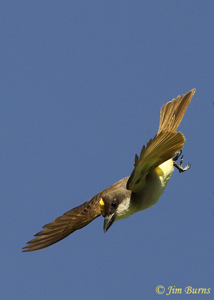 Thick-billed Kingbird in display flight, crown patch exposed--1148
