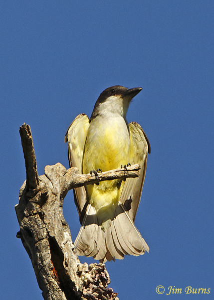 Thick-billed Kingbird on perch--1187