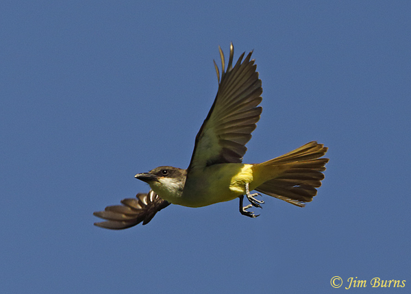Thick-billed Kingbird in flight--1188