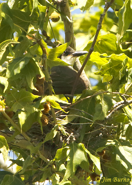Thick-billed Kingbird on nest 2--1242
