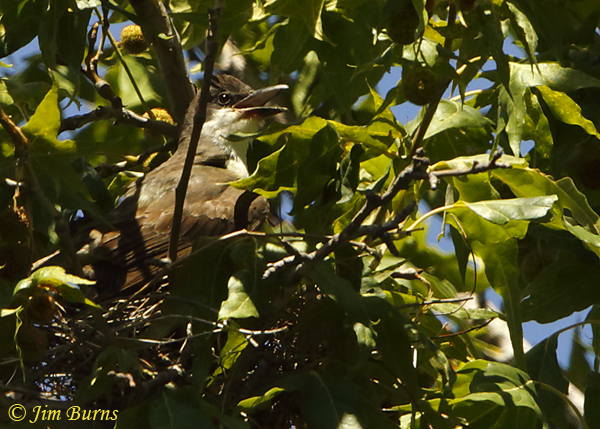 Thick-billed Kingbird calling from nest--1300